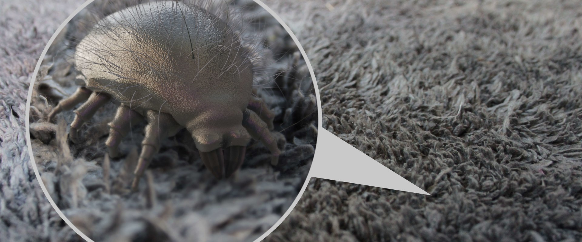 Understanding How to Get Rid of Dust Mites