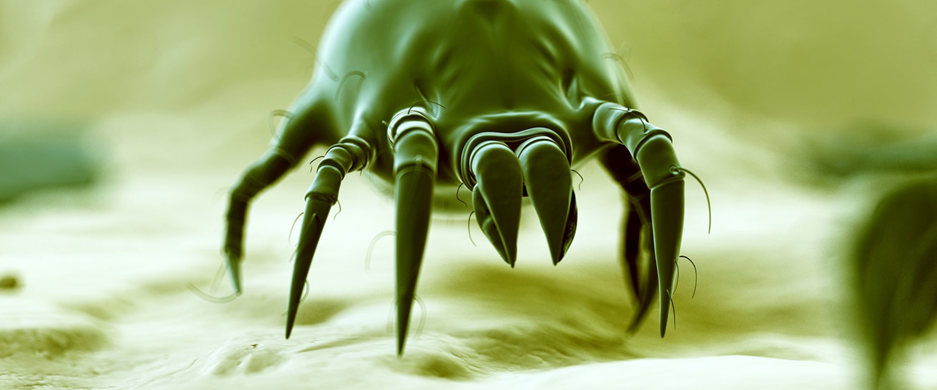 How to Reduce Dust Mite Allergies in Your Home