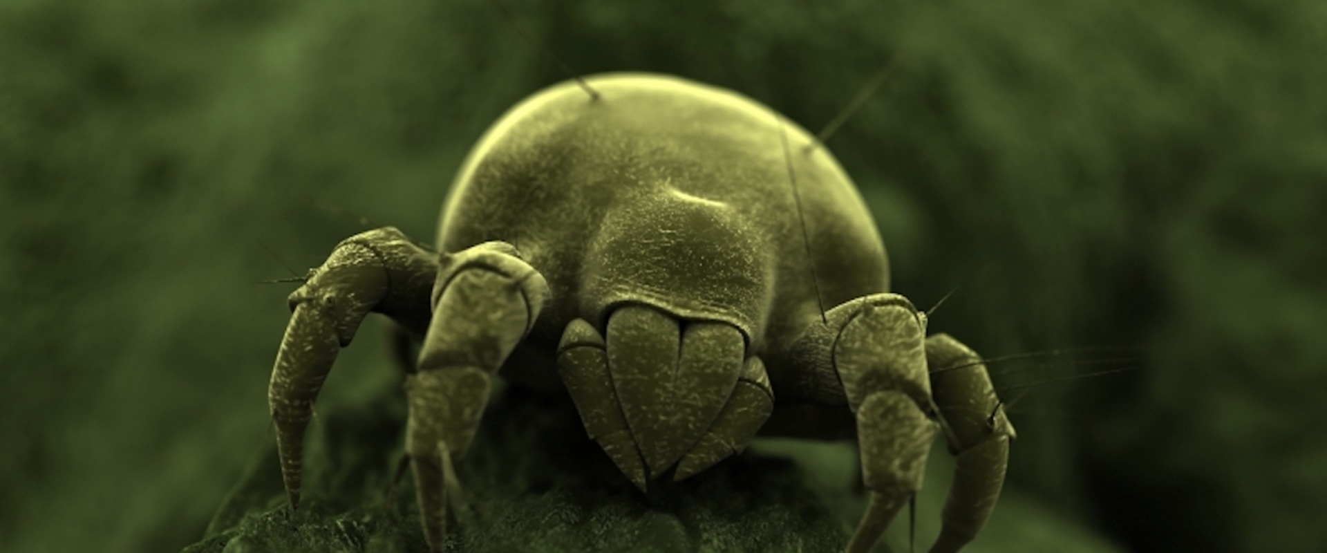 Identifying a Dust Mite Infestation in Your Home An Expert's Guide