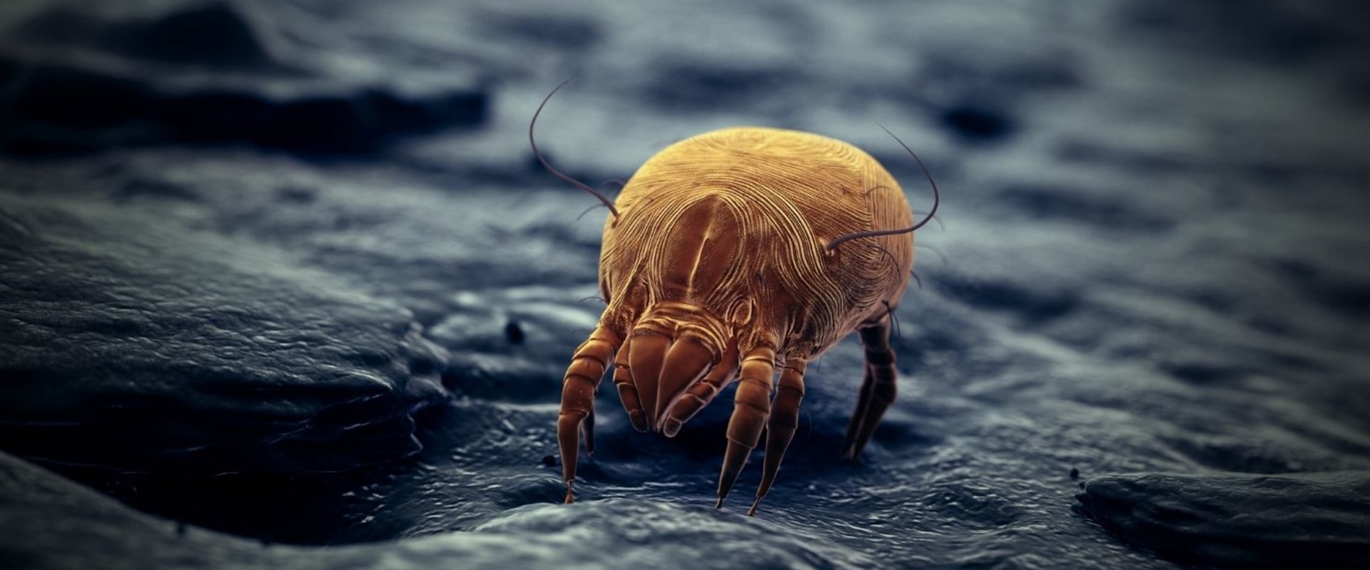 How to Get Rid of Dust Mites in Your Home for Good
