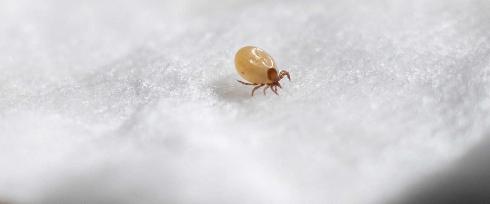 How to Get Rid of Dust Mites and Improve Your Health