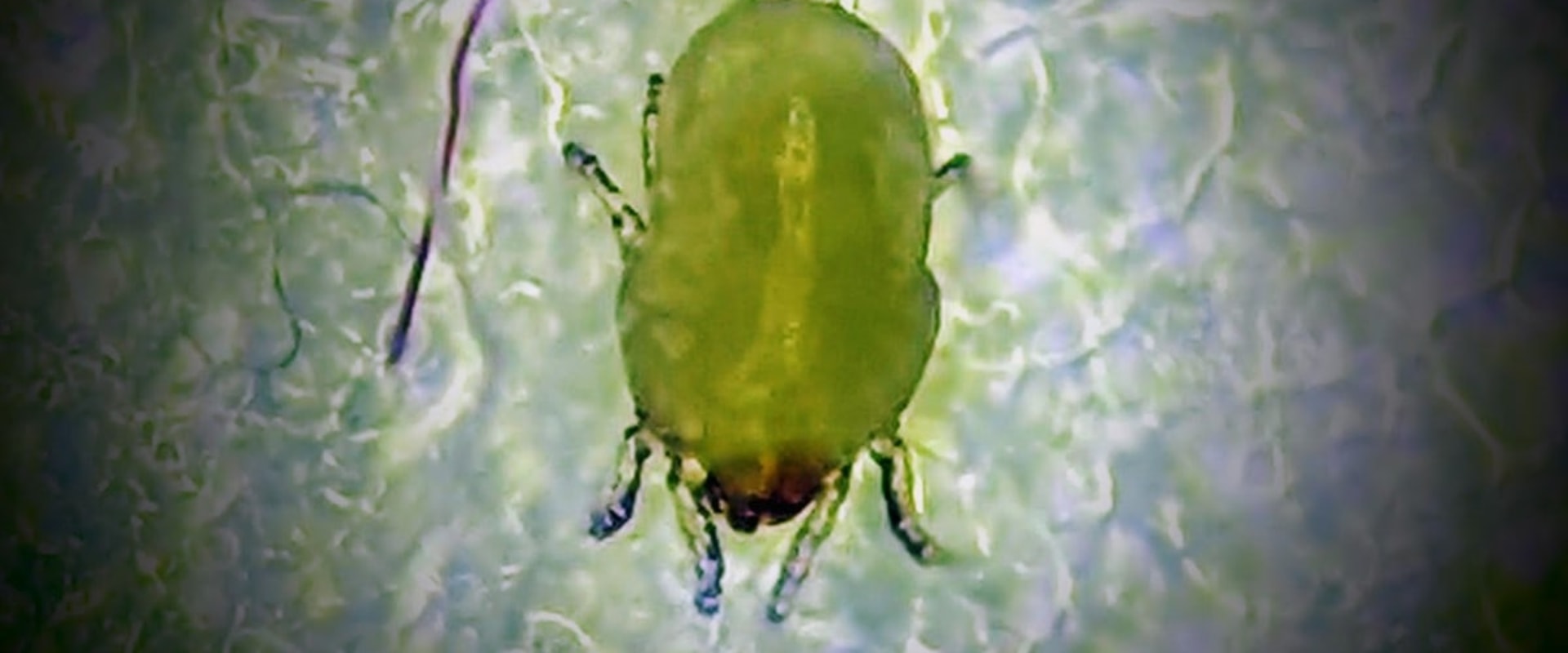 What is the Best Fabric to Avoid Dust Mites and Allergens?