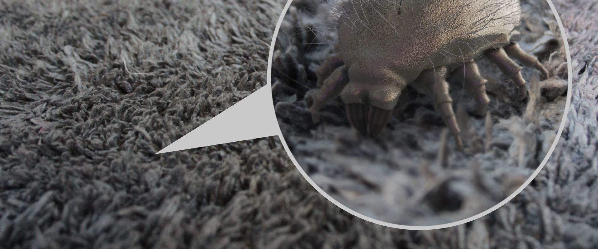 How to Get Rid of Dust Mites An Expert's Guide