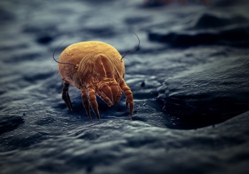 How to Get Rid of Dust Mites in Your Home: A Comprehensive Guide
