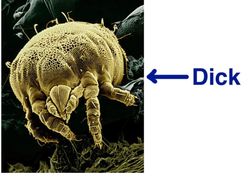 What is the Average Size of a Dust Mite? - An Expert's Perspective