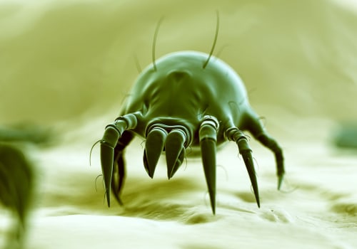 How to Reduce Dust Mite Allergies in Your Home