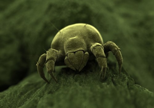 Identifying a Dust Mite Infestation in Your Home: An Expert's Guide