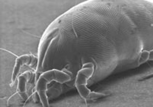 Do Dust Mites Spread Disease? An Expert's Perspective