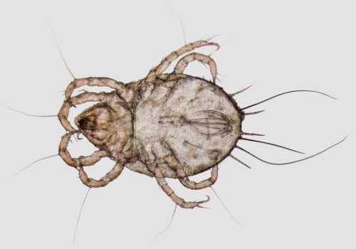 The Life Cycle of a Dust Mite: An Expert's Guide
