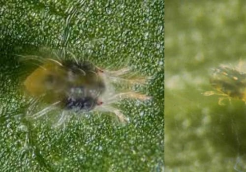 What are the Natural Predators of Dust Mites?