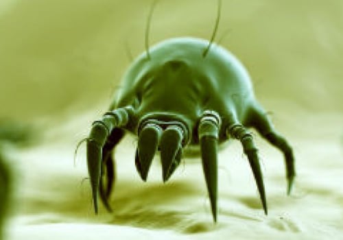 How Long Do Dust Mites Live? An Expert's Guide to Allergens and Asthma