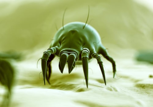 Can Dust Mites Cause Diseases? - An Expert's Perspective