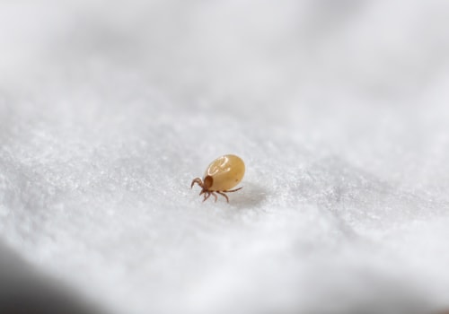 How to Get Rid of Dust Mites with the Right Dehumidifier