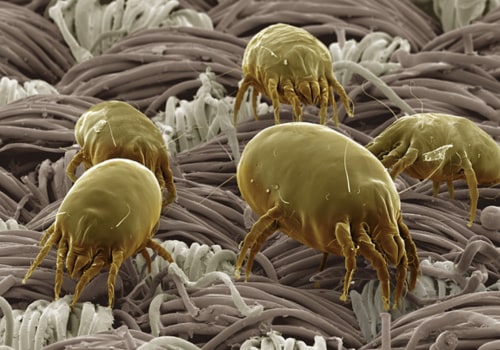 Controlling Dust Mite Allergies in Your Home: An Expert's Guide