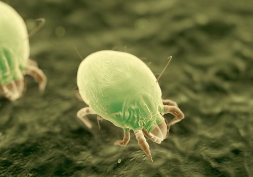 Do Certain Fabrics Attract More Dust Mites Than Others?