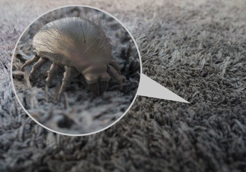 How to Get Rid of Dust Mites: An Expert's Guide
